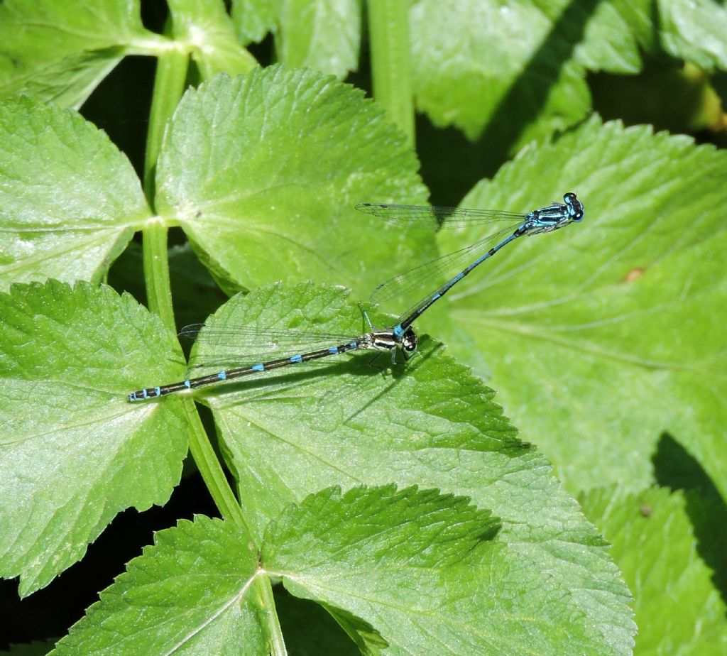 da identificare: Coenagrion pulchellum f. mediterraneum